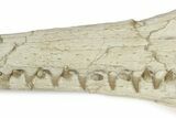 Impressive Fossil Dyrosaurus Rostrum - Morocco #227168-8